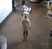 Dança_069.gif