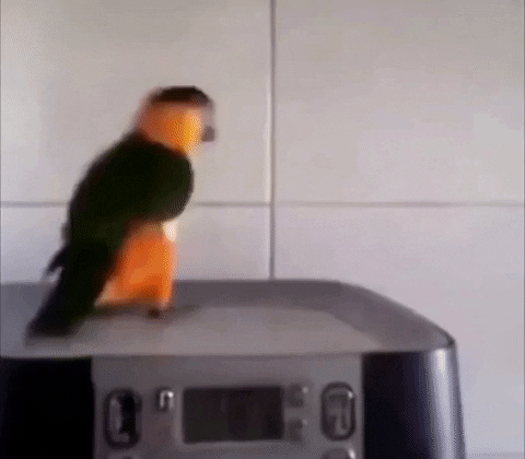 Dança_117.gif