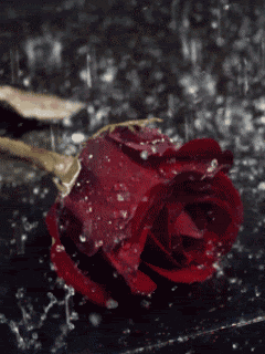 Rosas_162.gif