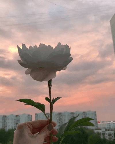Rosas_163.gif