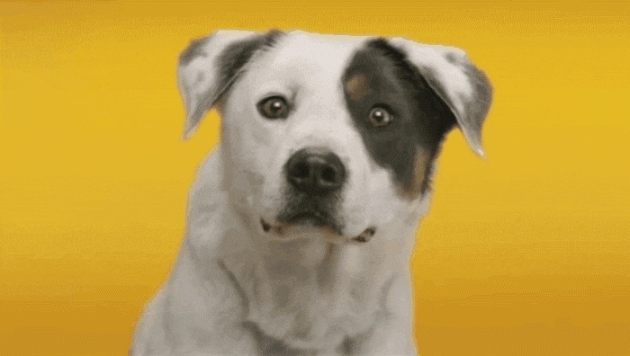 Animais_010.gif