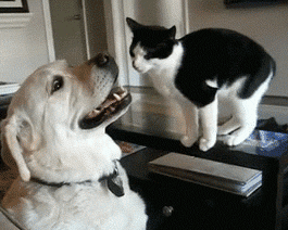 Animais_011.gif