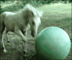Animais_012.gif