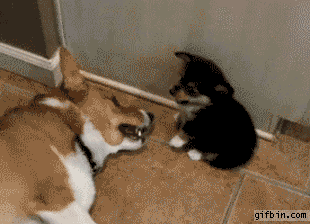 Animais_013.gif