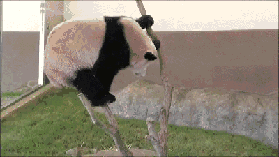 Animais_015.gif