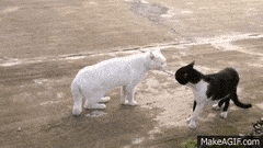 Animais_016.gif