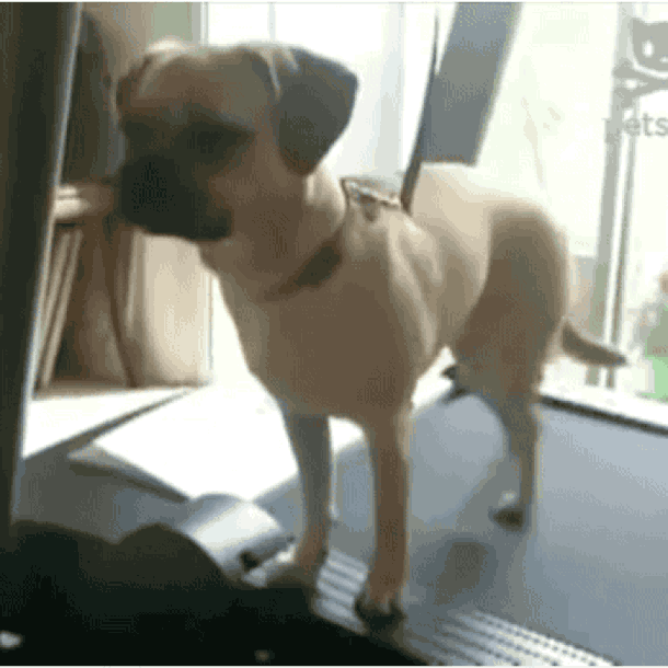 Animais_025.gif