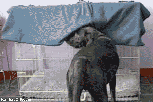 Animais_026.gif