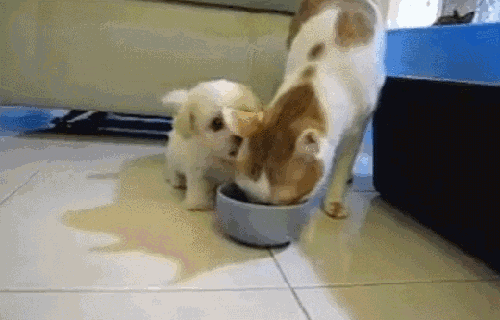 Animais_030.gif