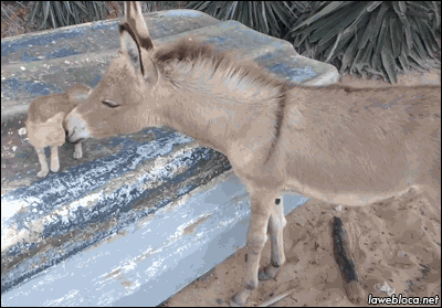 Animais_034.gif