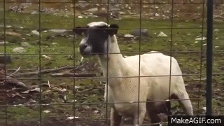 Animais_037.gif