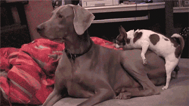 Animais_040.gif