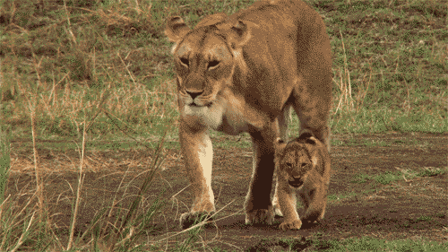Animais_054.gif