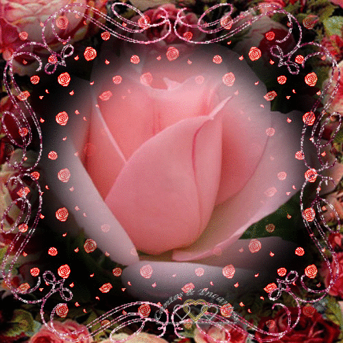 Rosas_041.gif