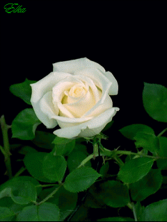 Rosas_081.gif
